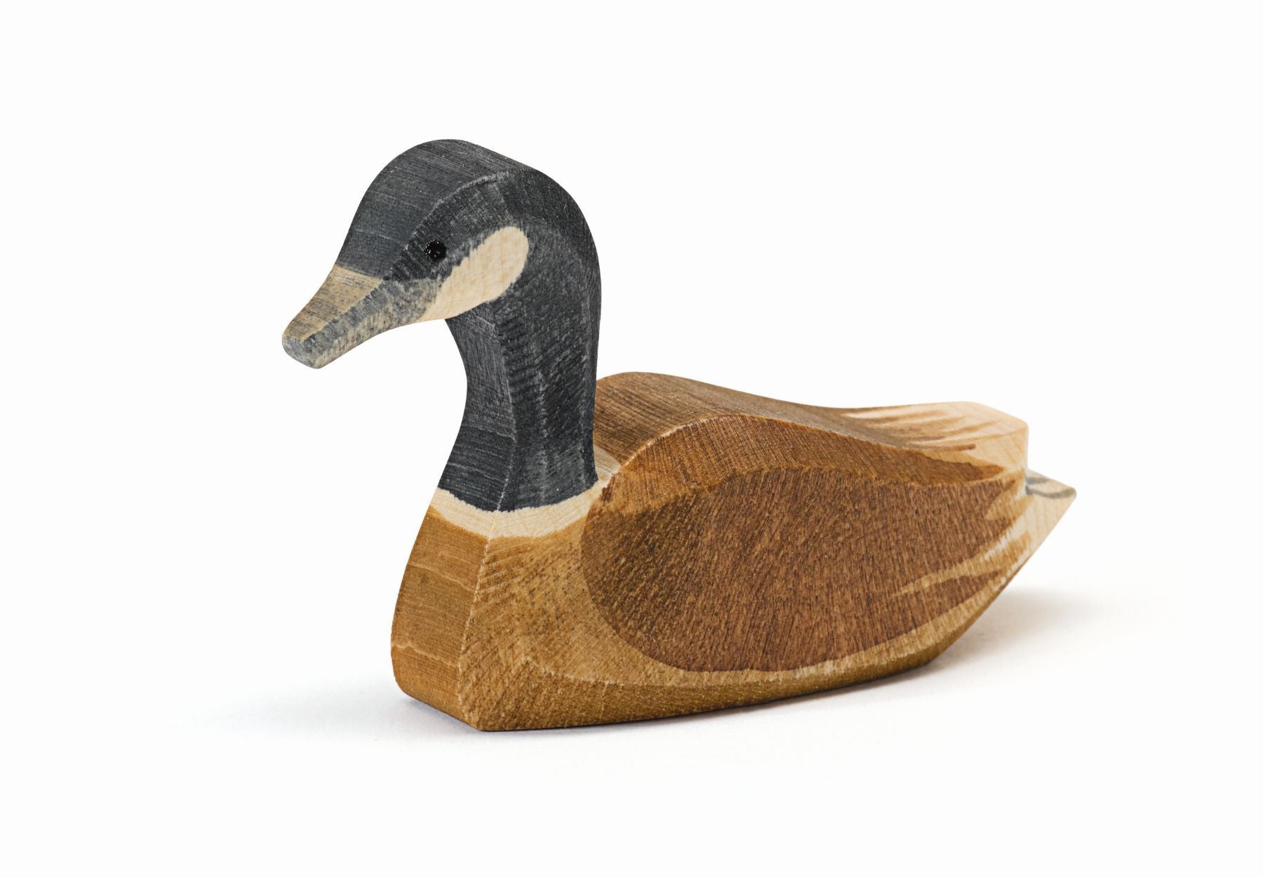 Ostheimer Kanadagans schwimmend